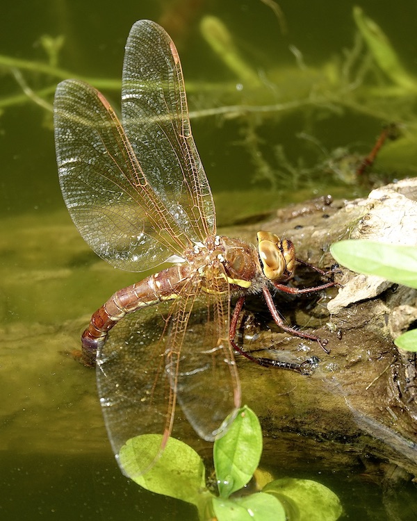 brown hawker